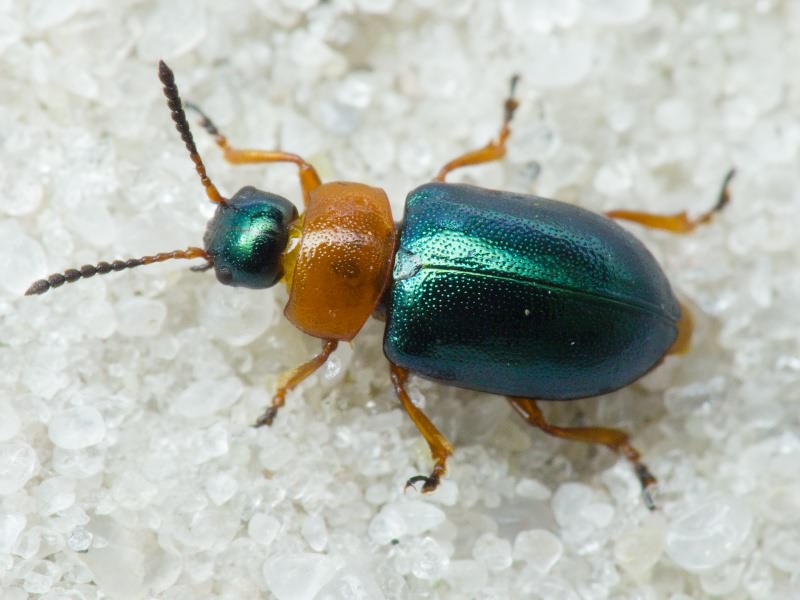 Gastrophysa polygoni (Linnaeus, 1758)